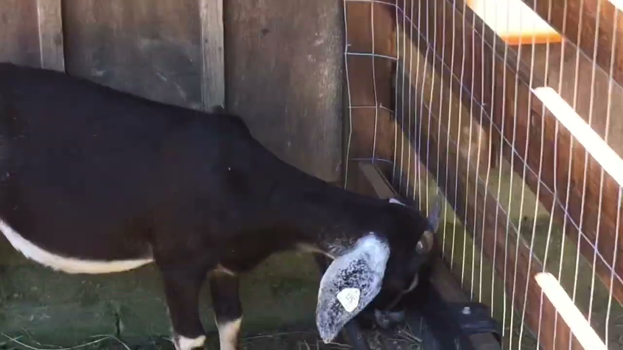 Land of Make Believe HOpe NJ Farm Animals 2018 7/9/2018