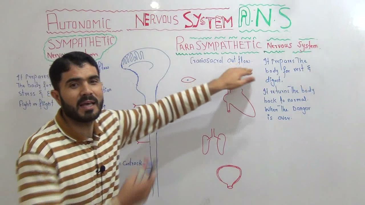 L-15 Autonomic Nervous system ANS Sympathetic and parasympathetic nervous system