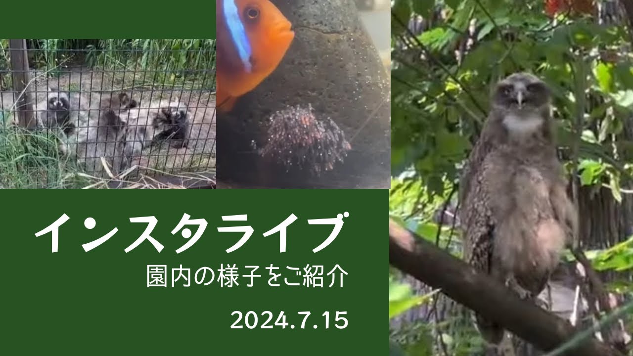 2024年7月15日　インスタライブ　園内の様子をご紹介