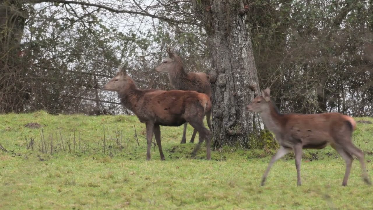 Billebaude