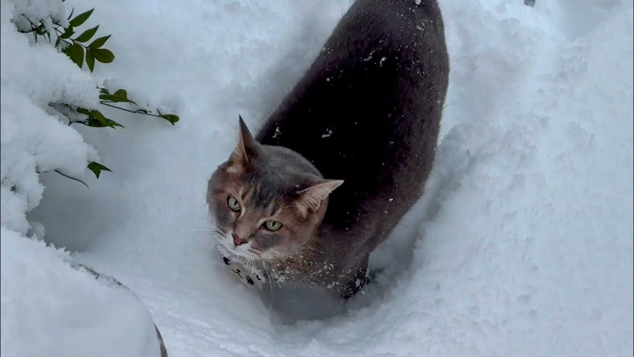 雪の朝.. 四角いベッドで寛いで.. ひとりにされると降りて来て..踏み台に乗って外に出て..石垣から降りて雪に埋まり..また飛び上がって帰って来て美味しいスープを貰った猫【散歩・1138日目】・・・
