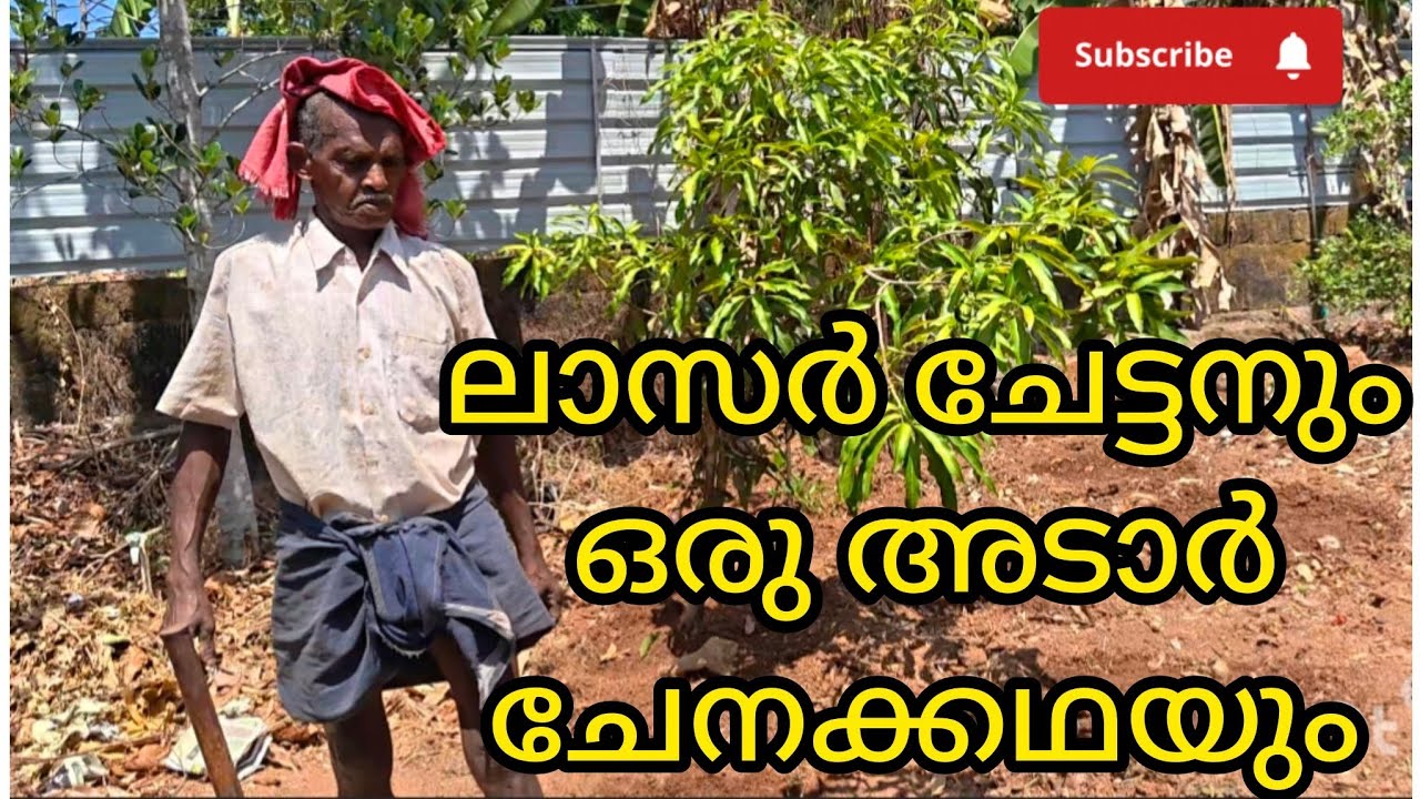 ലാസർ ചേട്ടനോടൊപ്പം അല്പം നേരം ചിലവഴിക്കാം 🥰|chena krishi malayalam | Elephant foot yam cultivation 