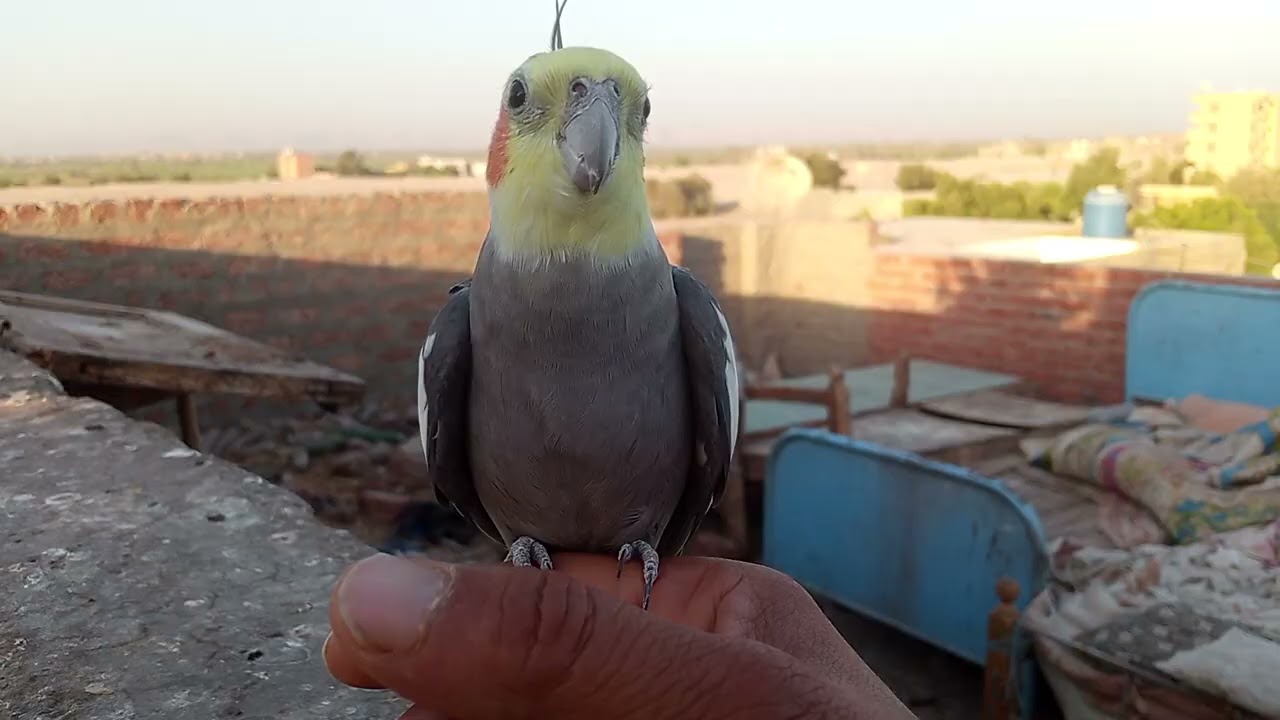 الغراب وطائر الكوكتيل