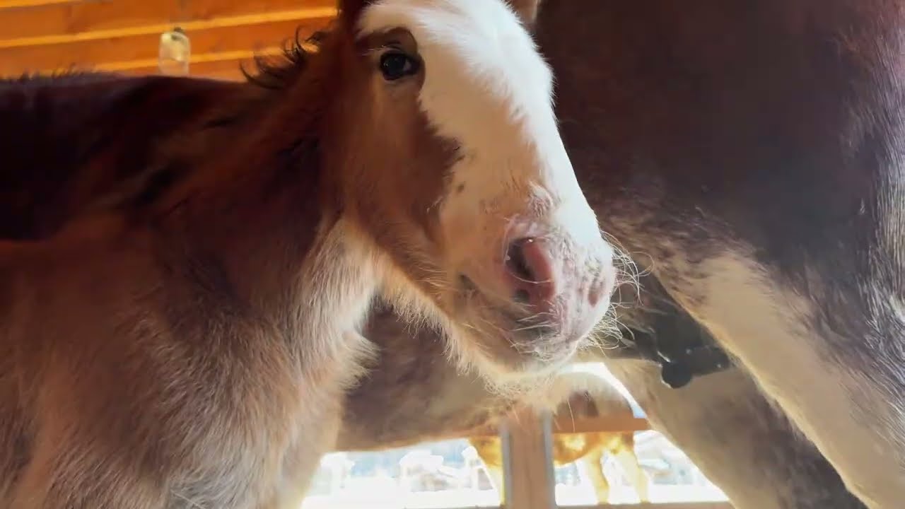 Clydesdale Outpost Studios is live with our new foal Cleopatra