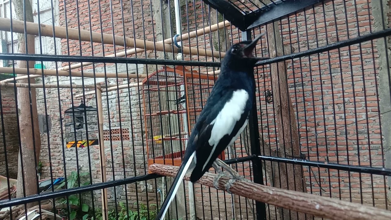 PANCING KACER MACET DENGAN SUARA KACER BISMA PASTI LANGSUNG IKUT SOBEK SOBEK.