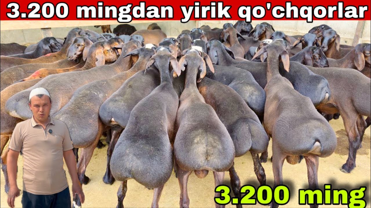😱YIRIK QO’CHQORLAR NARXLARI SINDI💥Jumanazar aka YIRIK VA BARRA QO’ZILAR NARXINI YORVORDI SHOSHILING