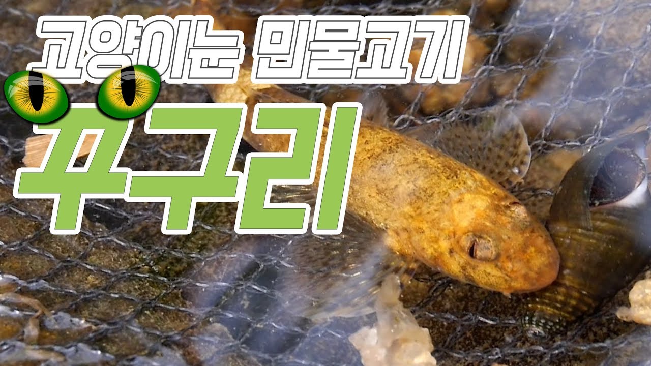 &ldquo;눈꺼풀이 있는 고양이 눈‽&rdquo; 우리나라 민물고기 꾸구리‼