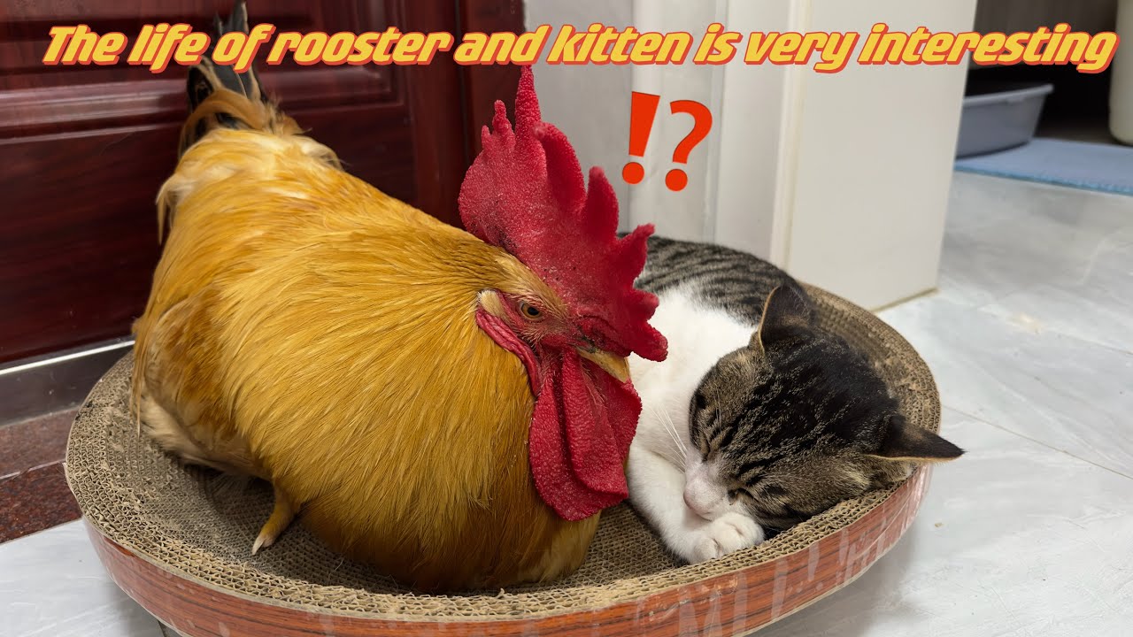 The kitten saved the rooster.The rooster wants to sleep with the kitten,and the kitten is very angry