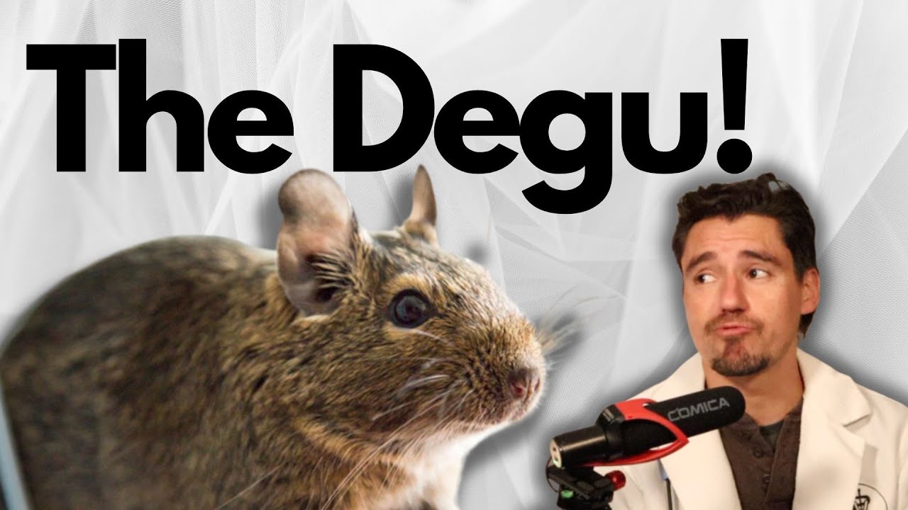 The Degu as a Pet.