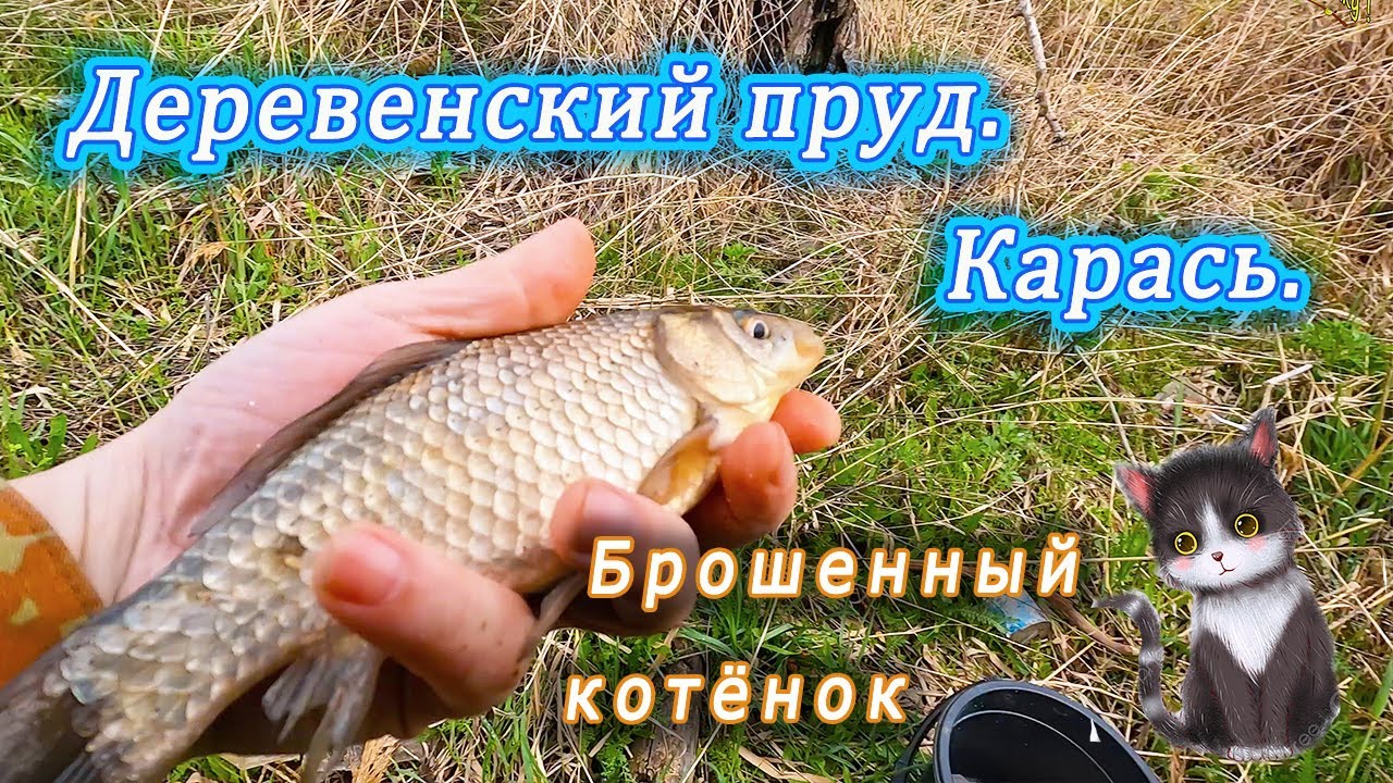 Деревенский пруд. Ловим карася. Брошенный котенок#каналнарыбалку##