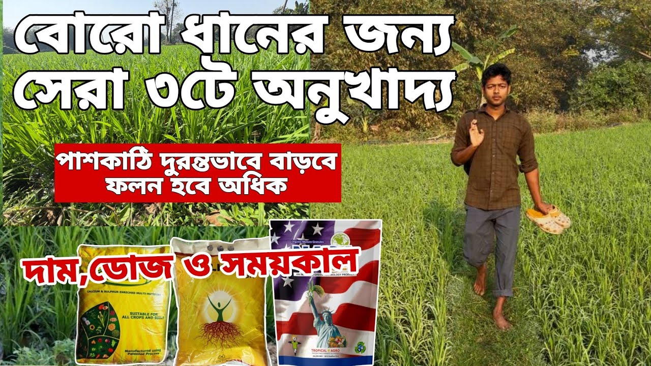 বোরো ধানের জন্য স্পেশাল ৩ টি অনুখাদ্য 🔥পাশকাটি/কুশির সংখ্যা বাড়বে চরম,ফলন হবে বাম্পার 👍