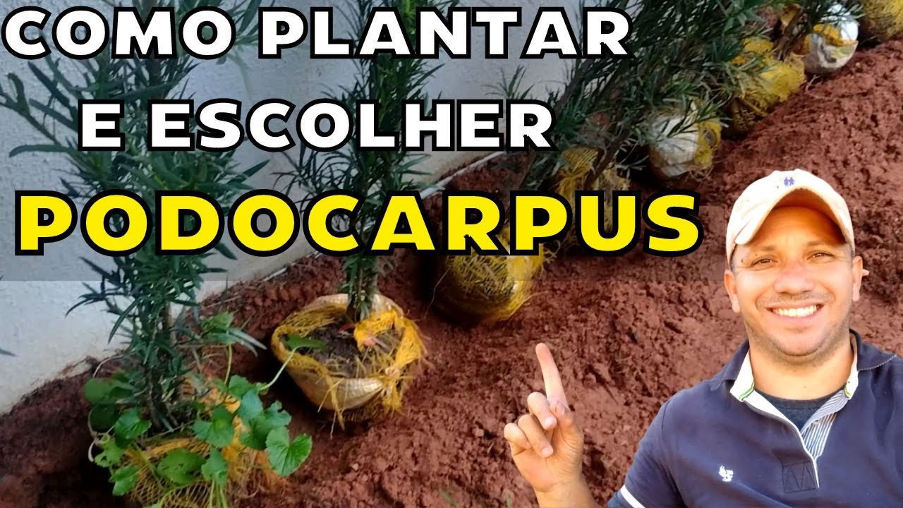 PODOCARPUS - Como Plantar e Escolher Podocarpus - Dia Dia do Jardineiro