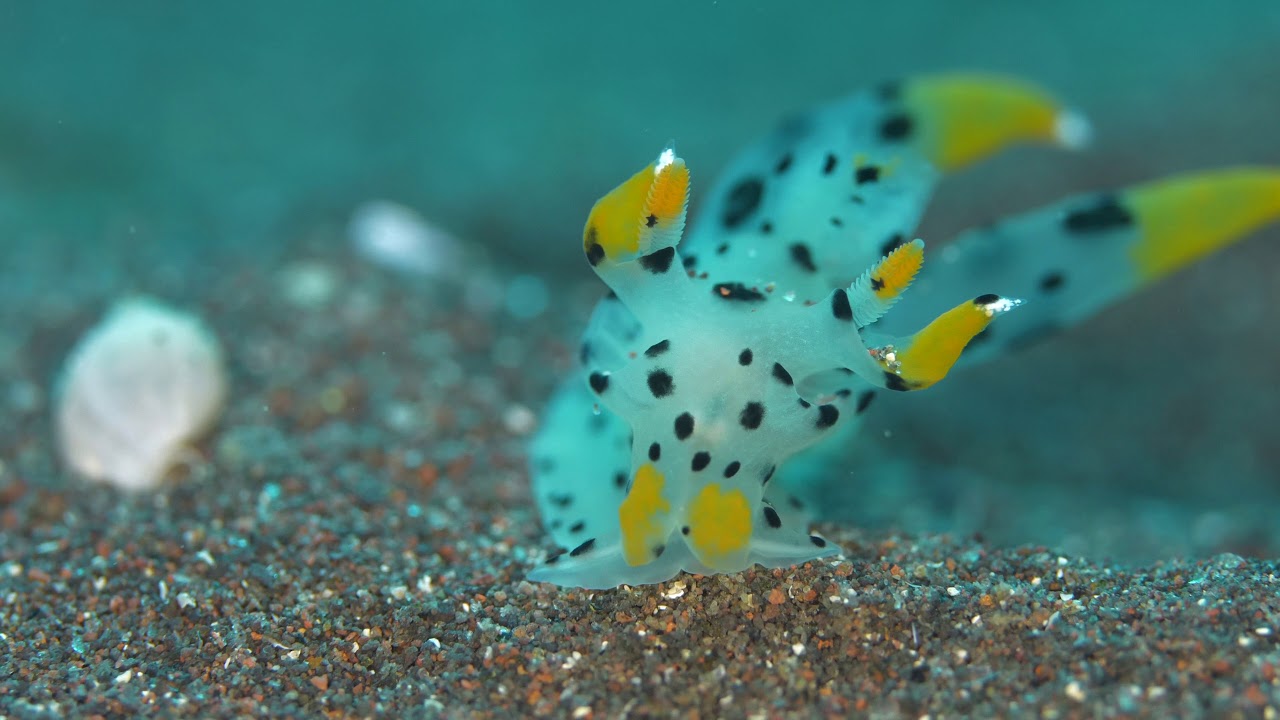 Macro Creatures in Osezaki, Izu peninsula, Japan
