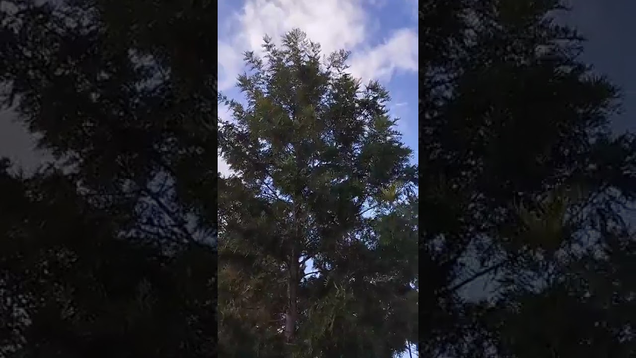 146° Aula Peregrina e Online de Nível 1🌍Pára, Respira e Testemunha 💫 Meditação Guiada - 40 Práticas