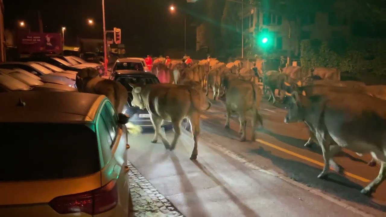 Alpaufzug zur Schwägalp 27.5.2023🐂Herisau, Switzerland.