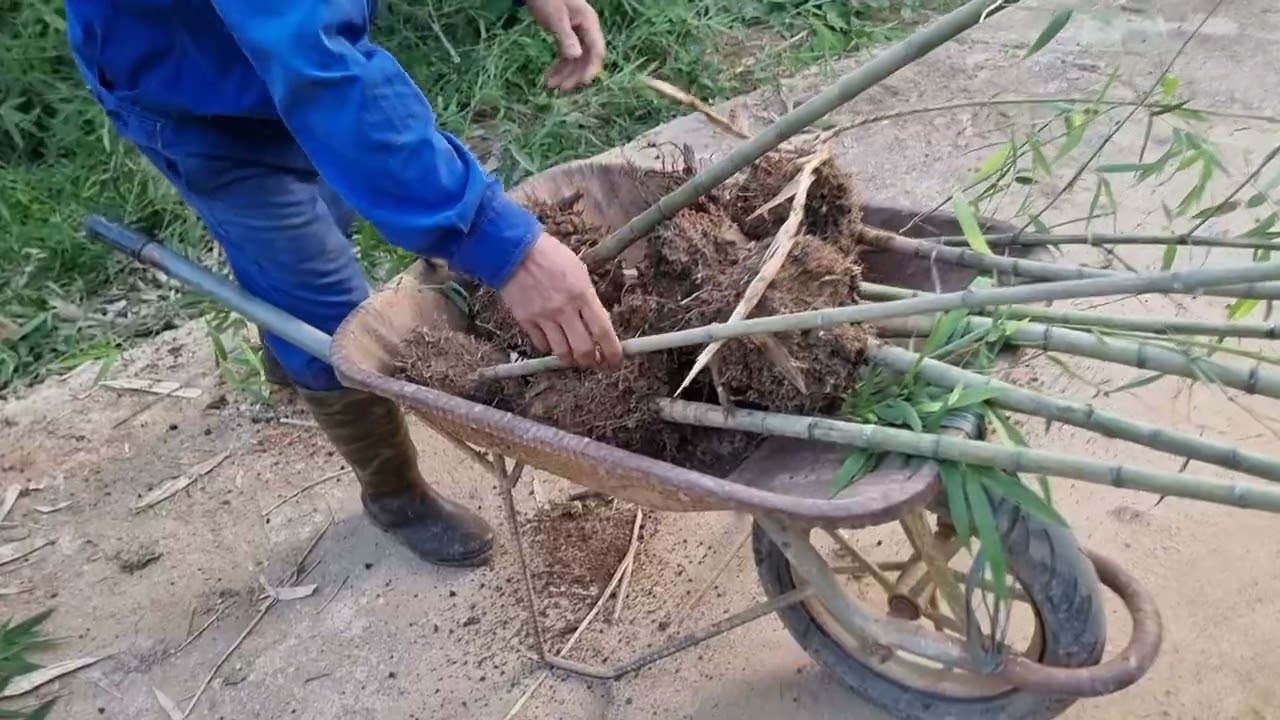 giống trúc sào 0862952688