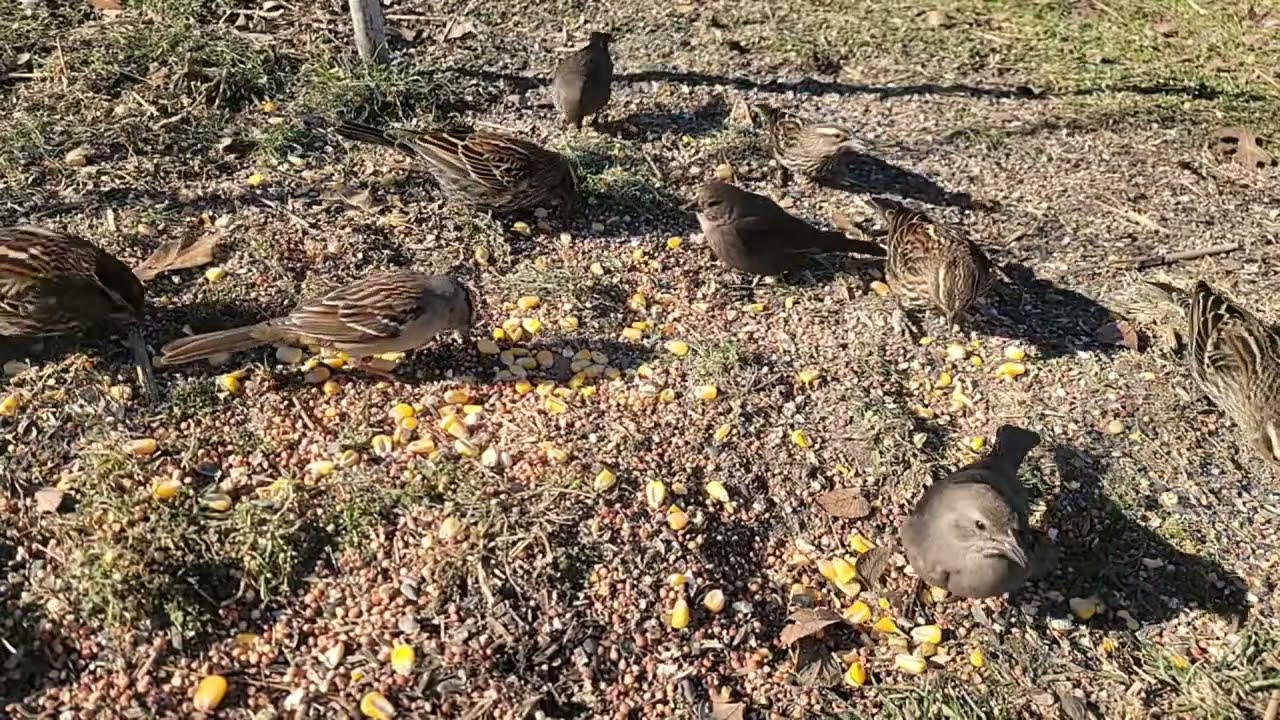 Birds visiting to eat. @Wide Open Transit Farm