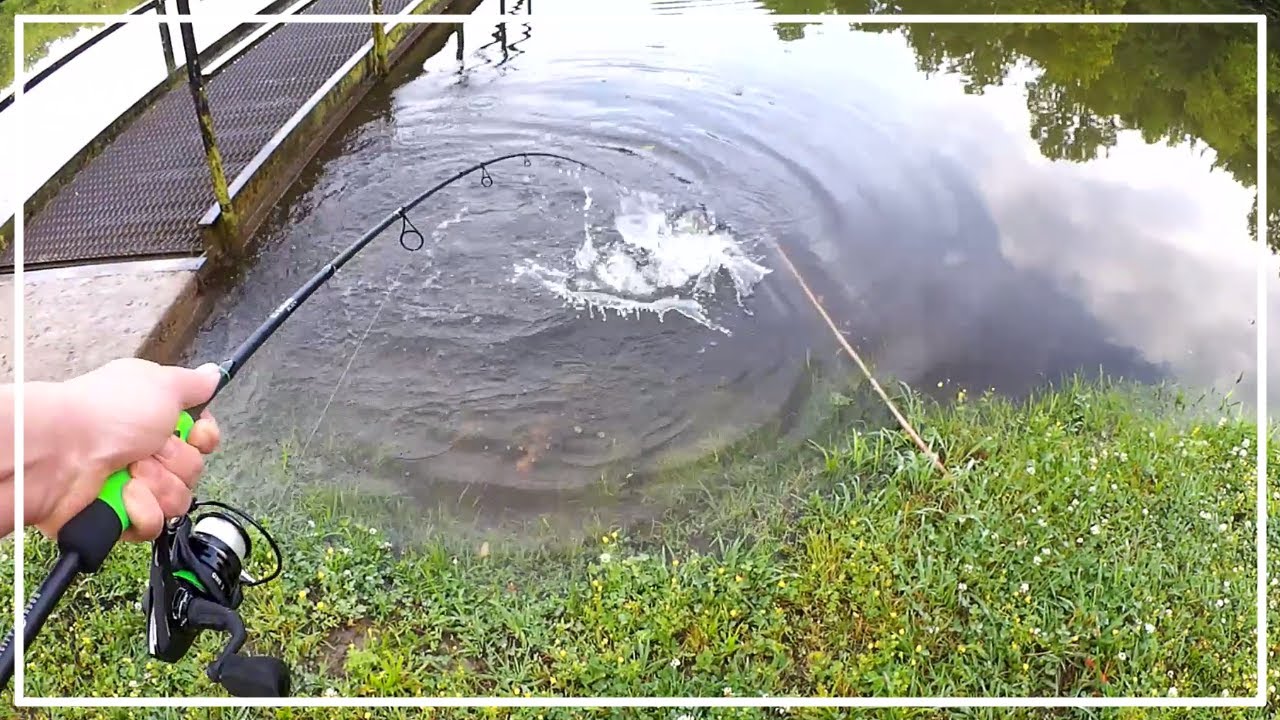 Fishing for Bass with Topwater & Texas Rigs - Beginners Can Try This!