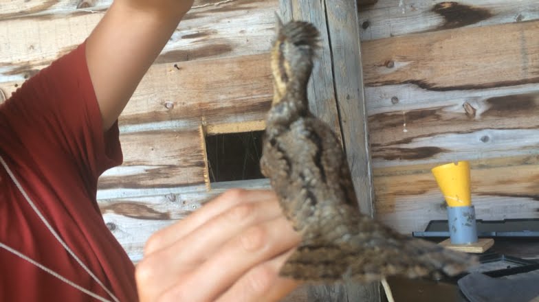 Séance de baguage pour un torcol fourmilier