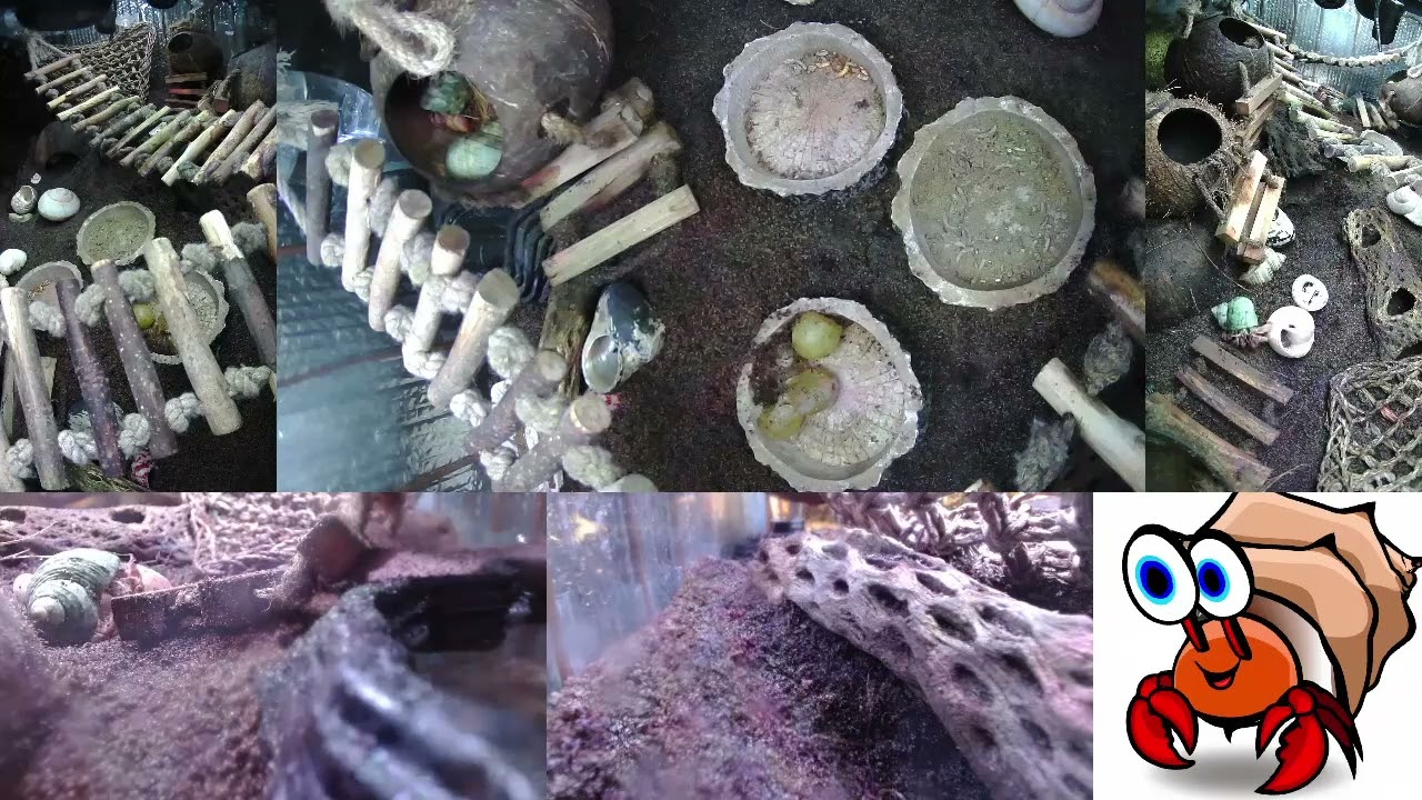 Time Lapse of Hermit Crab Live Stream November 30th - December 1st 2023 (30x)