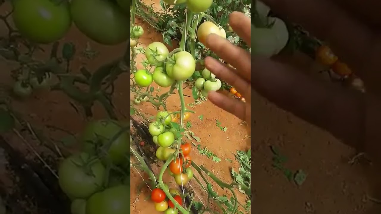 طماطم JV15 بعمر 4 شهور 7/10/2017 .. ثمار تيماء الزراعية