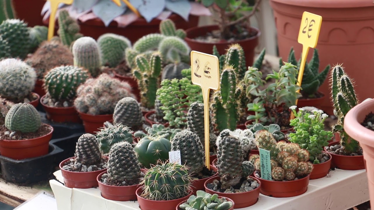 Cactuseraie de Creisméas : qui s'y frotte s'y pique