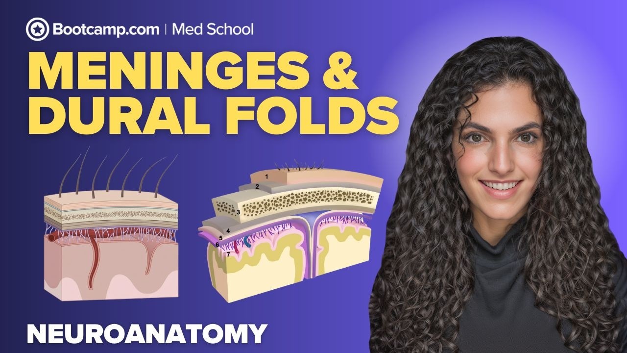 Meninges & Dural Folds Simplified | Layers, Spaces & Functions