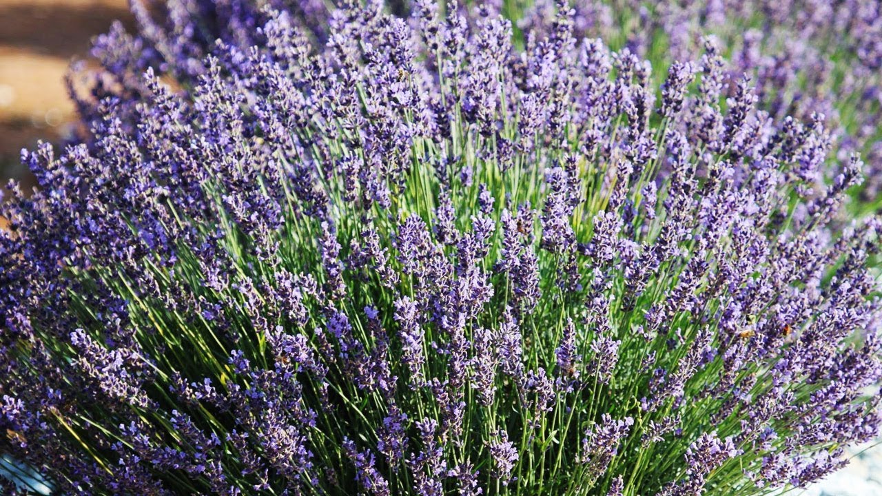 Southern Hills Lavender | Making It Grow