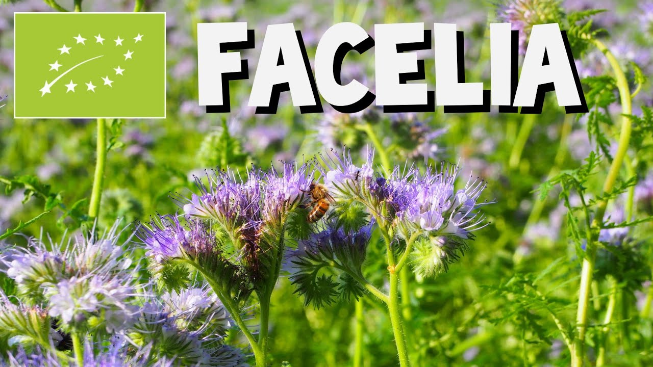 🌱 FACELIA - Roślia przyjazna pszcz&oacute;łkom i nie tylko .
