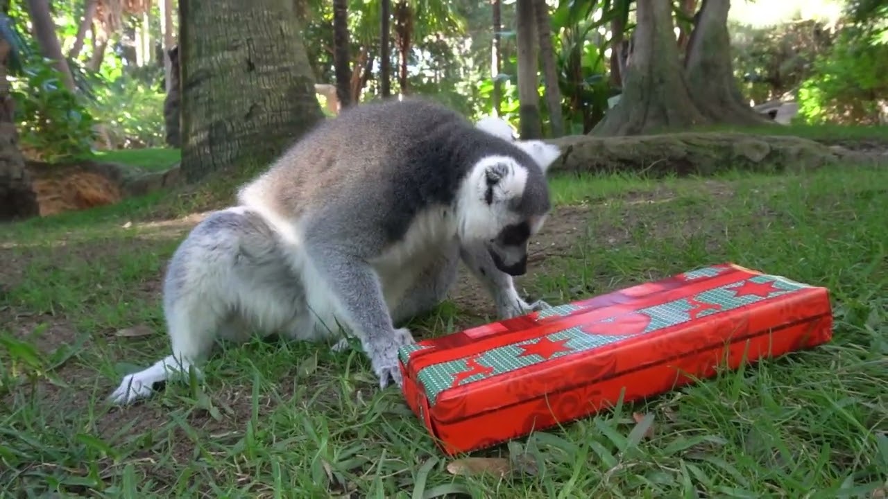 Papá Noel adelanta la entrega de regalos y visita BIOPARC Fuengirola