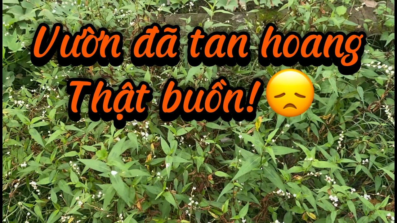 Làm Vườn: Vườn Đã Tan Hoang - Thật Buồn!
