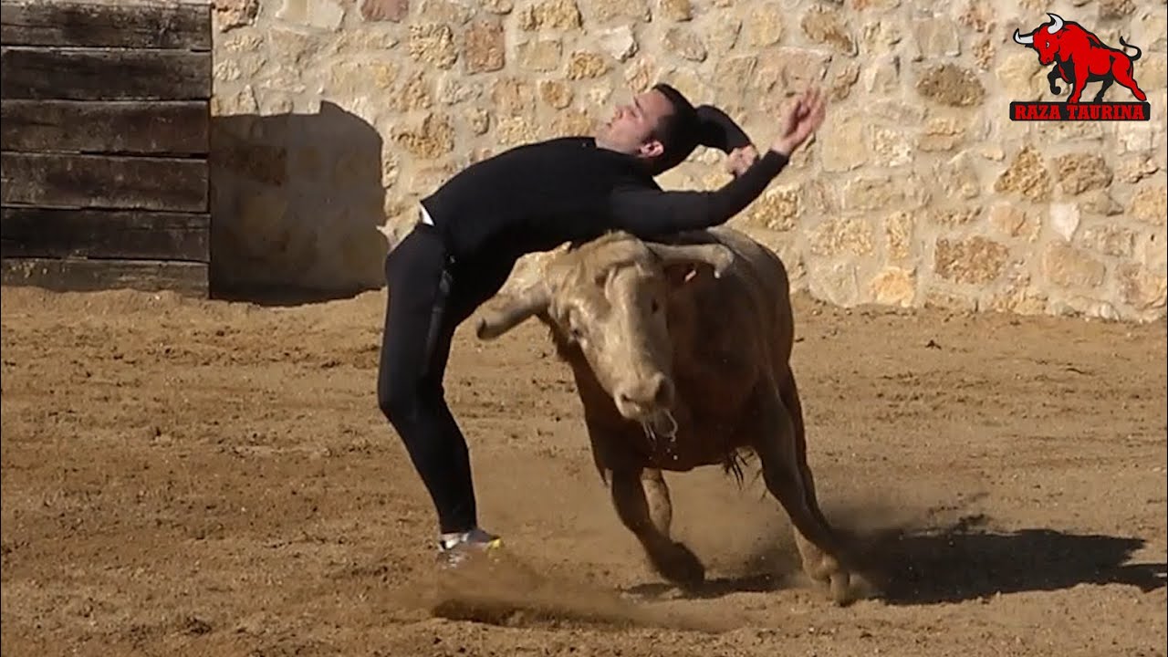 Capea con una vaca y un toro. Finca Los Cerros. La Higuera (Segovia). 5 Febrero 2023