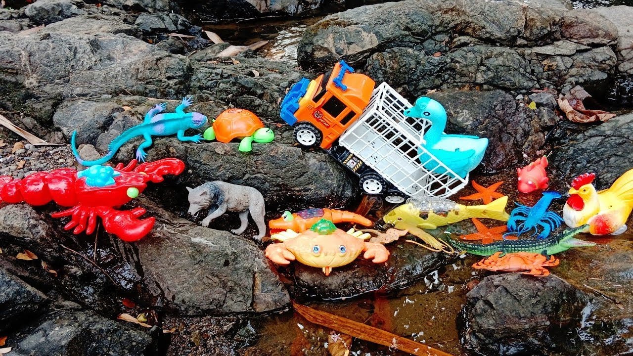 CATCH geese, chickens, prawns, crabs, koi fish, wolves, lobsters, iguanas, turtles, starfish.