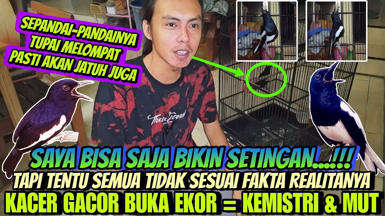 AWAS, KETEMU YANG MODEL BEGINI ⁉️ TERKESAN CEPAT GACOR DAN BUKA EKOR, PADAHAL SETINGAN