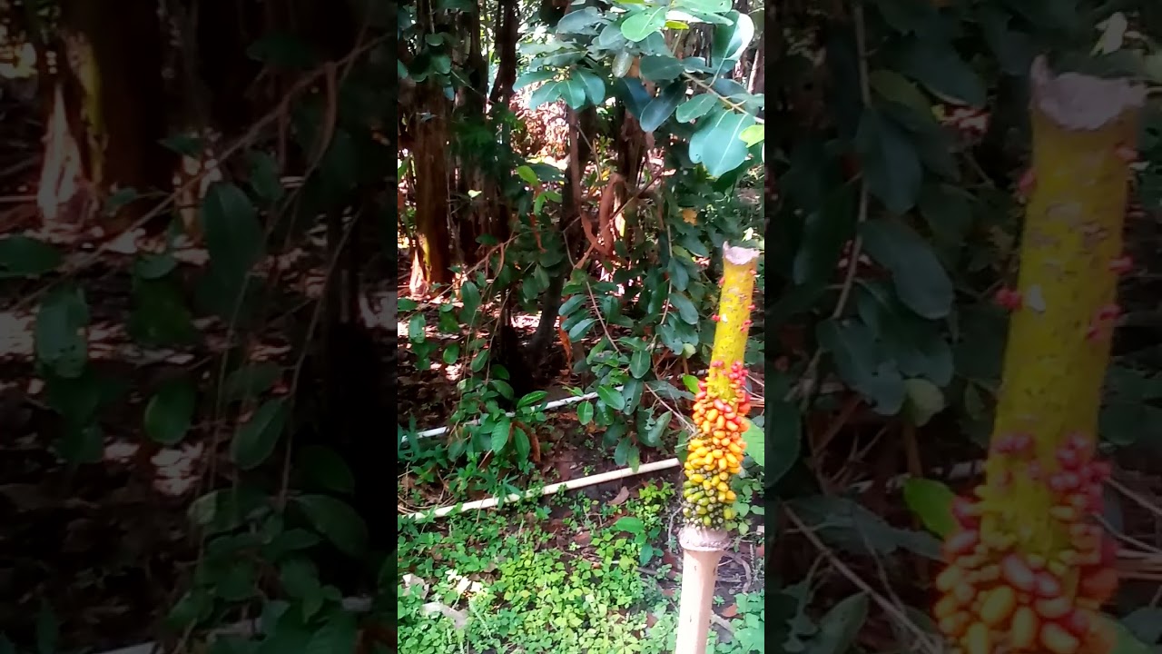 viral bambu berbuah dihutan ngawi