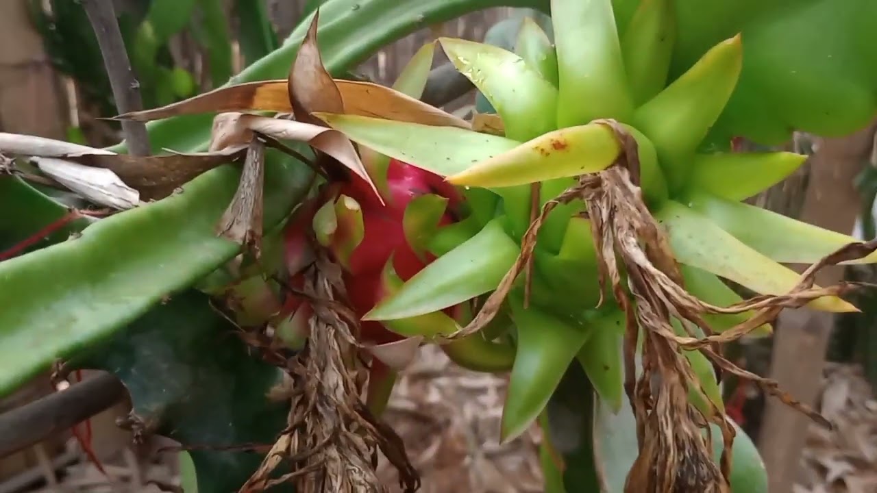 Flor de 4 variedades y la cosecha de la variedad esmeralda roja  y graffitis 😋🤩--Dragon Fruit 🐉🇵🇪