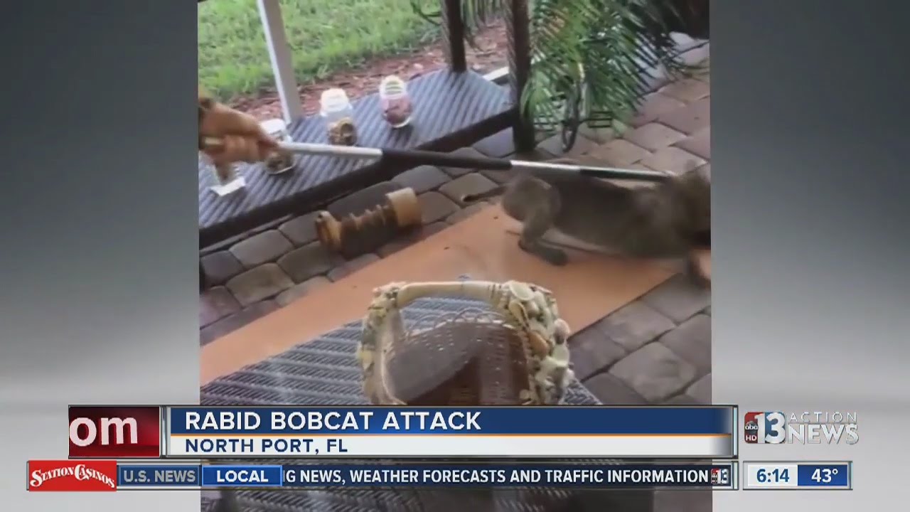 Rabid bobcat attacks at Florida home