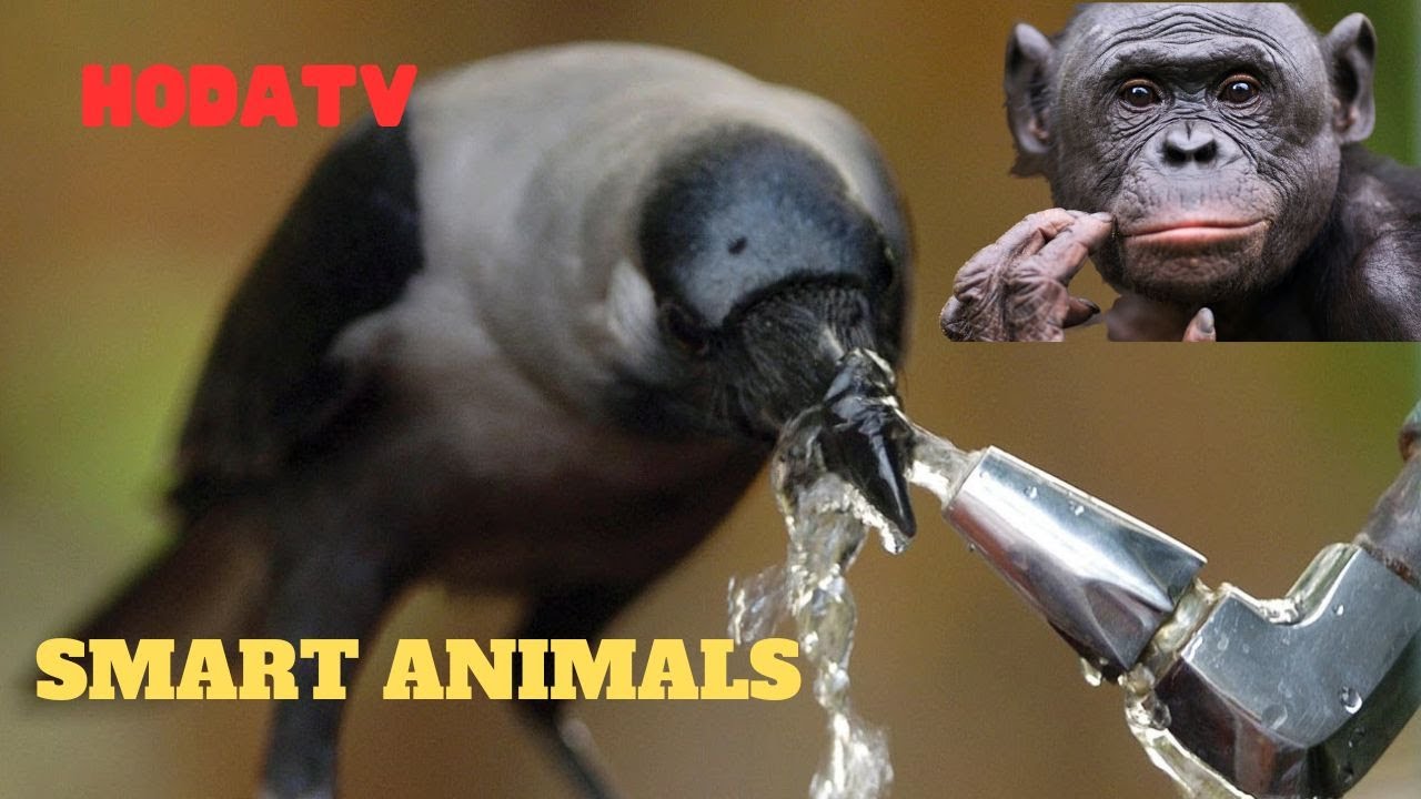 Moments of Animal Smart That Surprise You | SMART ANIMAL