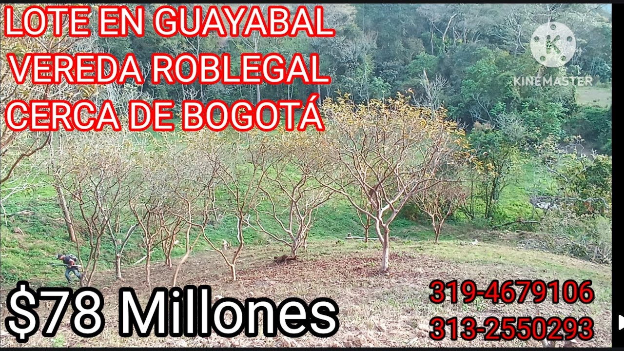 $59 millones . (LOTE DE 3MIL METROS, GUAYABAL DE SIQUIMA)  CON NACEDERO 3194679106