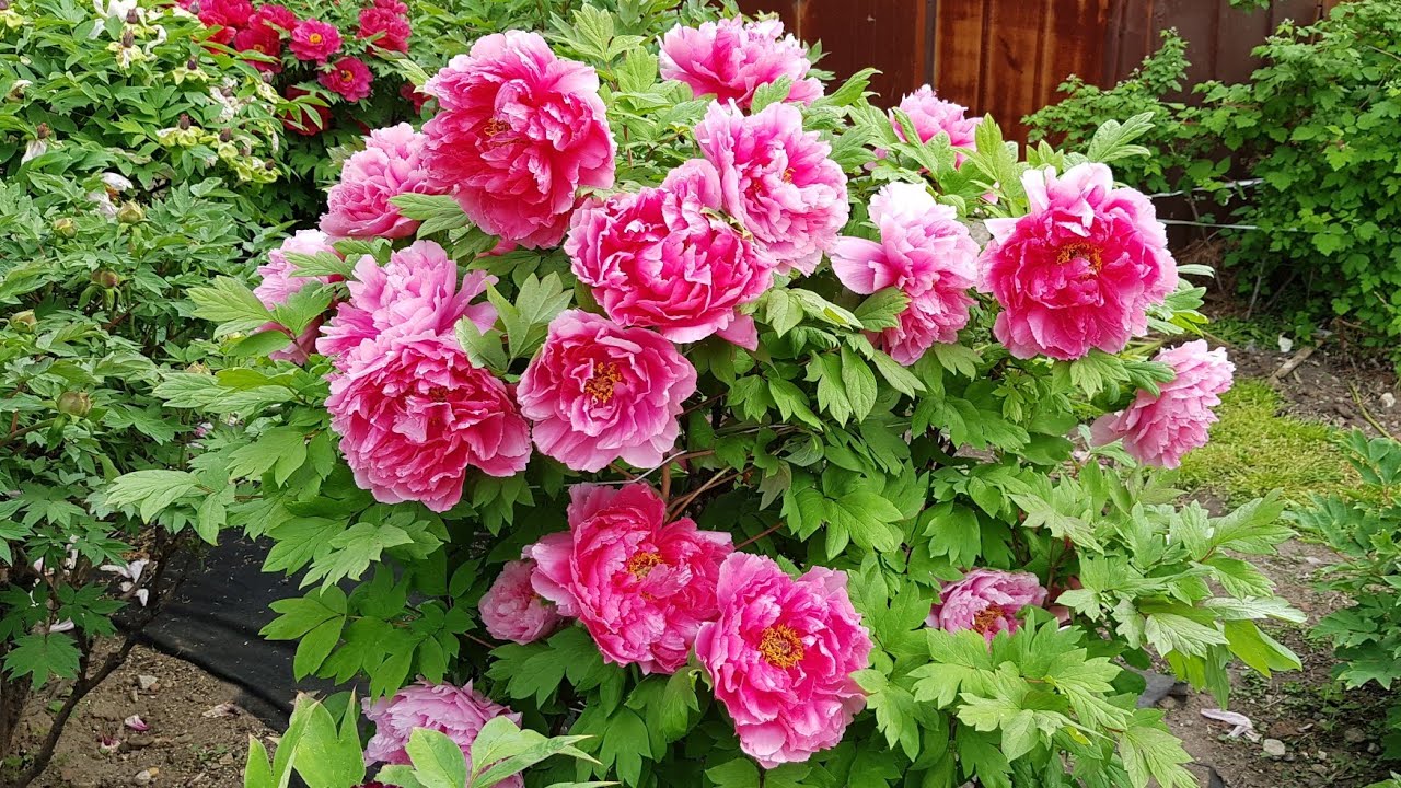 Tree Peony - YachiyoTsubaki 2021