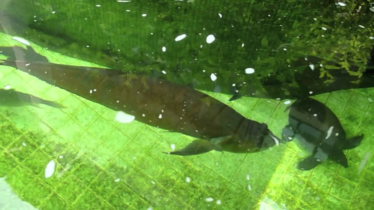 TLkmDN's WORLD RECORD S.A. AROWANA!!! (In Captivity: 120cm) (29/7/2011)