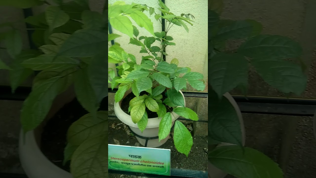 Patala, Ayurveda