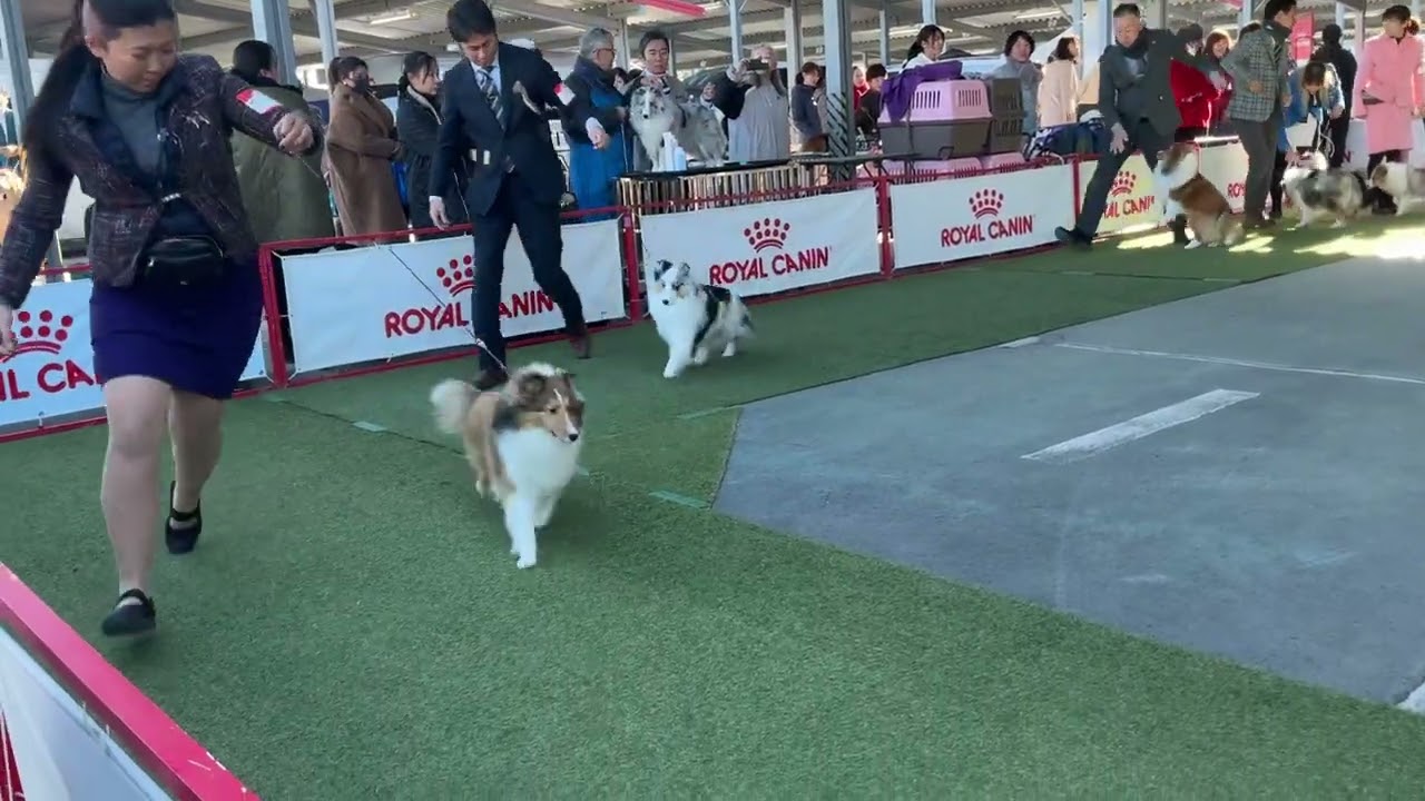 2026年1月31日　川崎クラブ連合会展　シェルティー　　#dog #sheltie #dogshow2