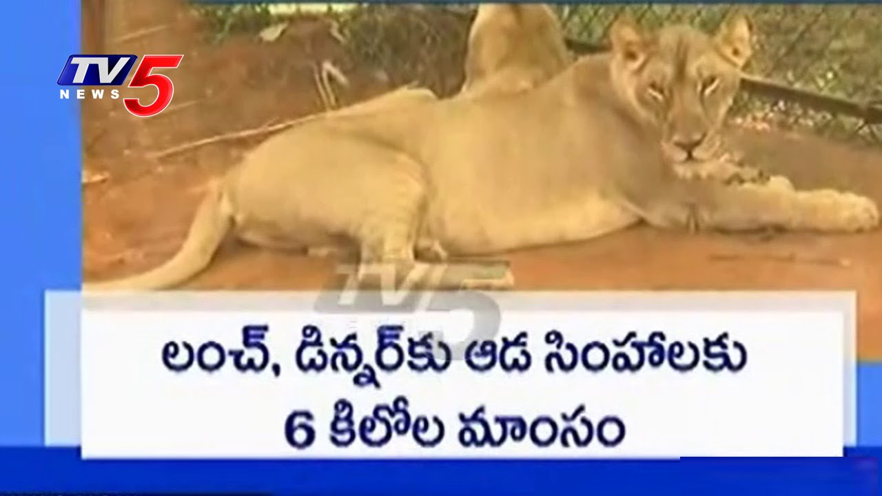 Special Care For Lions In Sri Venkateswara Zoological Park | TTD | Tirupati | TV5 News