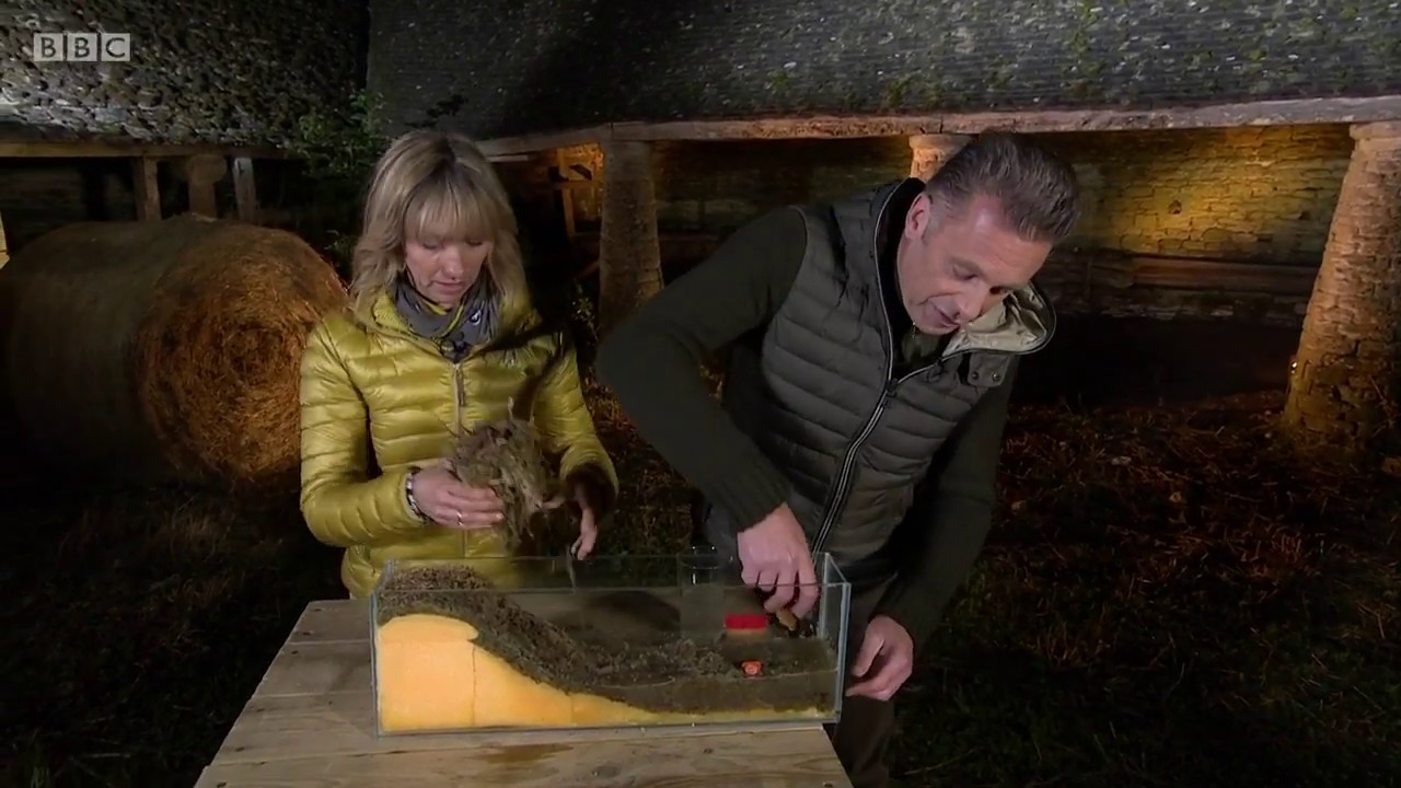 How Beavers Prevent Flooding - Cornwall Beaver Project