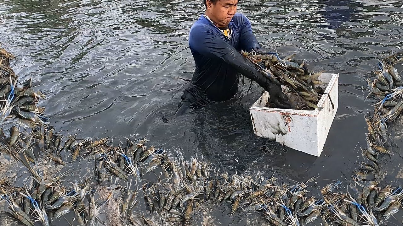 Nông Dân Trúng Lớn Vụ Tôm Càng Xanh Hốt Mỏi Tay Được Mùa Và Được Giá - Phần 2 | Hương Tràm U Minh