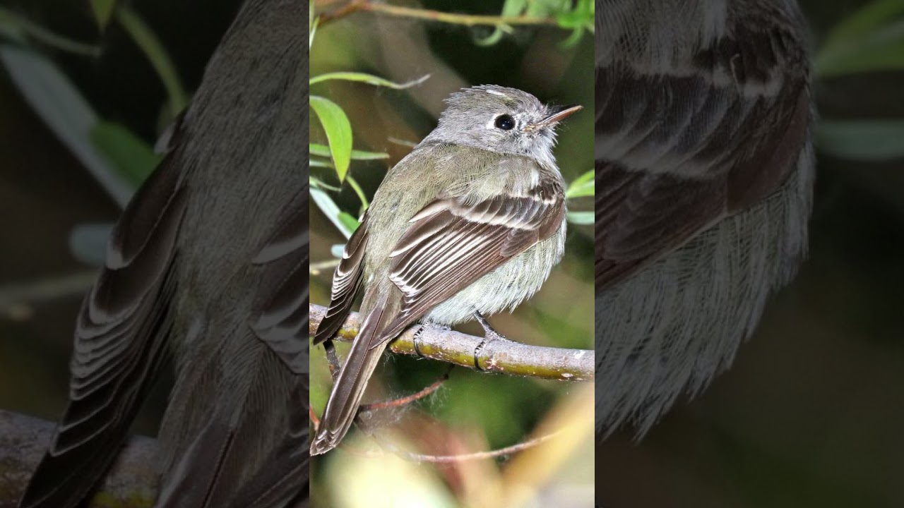 Hammonds Flycatcher Bird Song Video: Nature Sounds of Birds