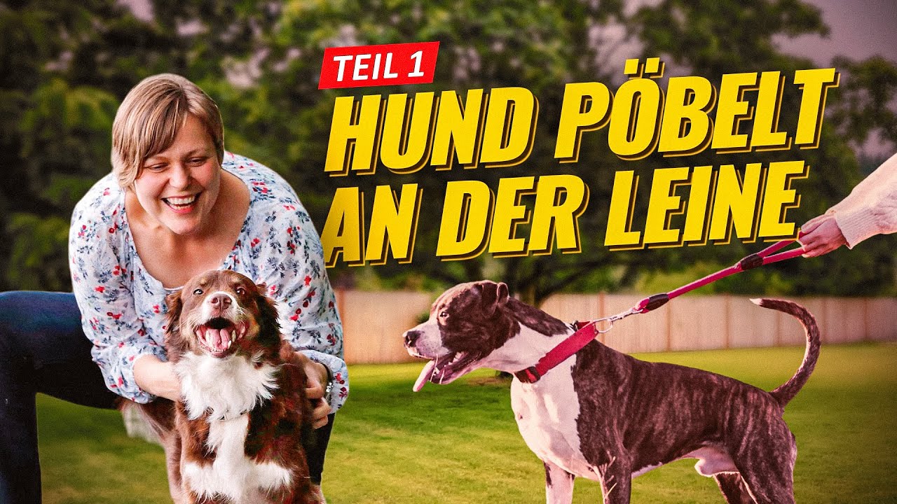 Hund pöbelt an der Leine - Leinaggression verstehen & lösen