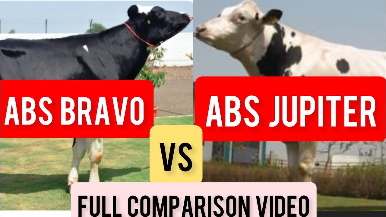 ABS JUPITER VS ABS BRAVO🐄कौन सा BULL है BETTER 🐄FULL COMPARISON 🐄#absindia #dairyfarm #hfbull