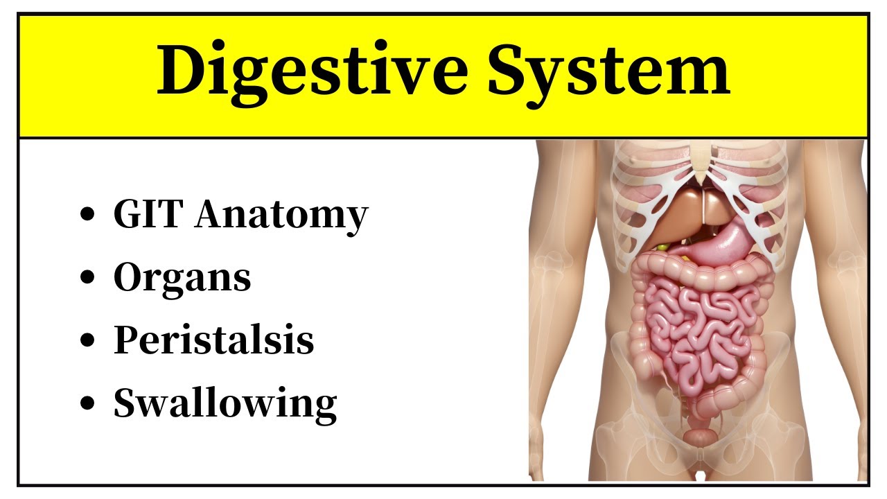 Digestive System In Urdu || Gastrointestinal System Anatomy And Physiology In Hindi